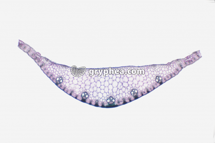 Feuille de Maïs CT x7 - gryphea.com